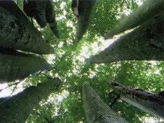 ARBOLES 01